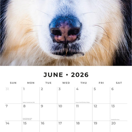 Red Robin Alaskan Malamute Kalender 2026