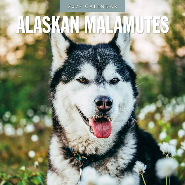 Red Robin Alaskan Malamute Kalender 2027