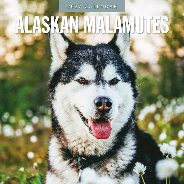 Red Robin Alaskan Malamute Kalender 2027