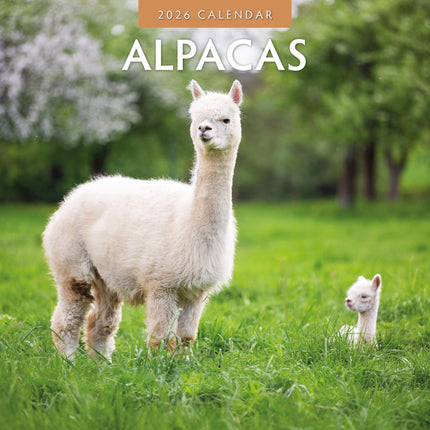 Red Robin Alpaca Kalender 2026