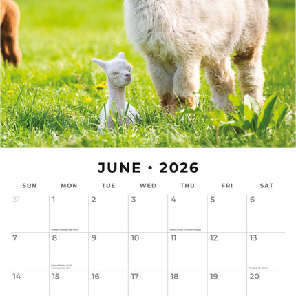 Red Robin Alpaca Kalender 2026