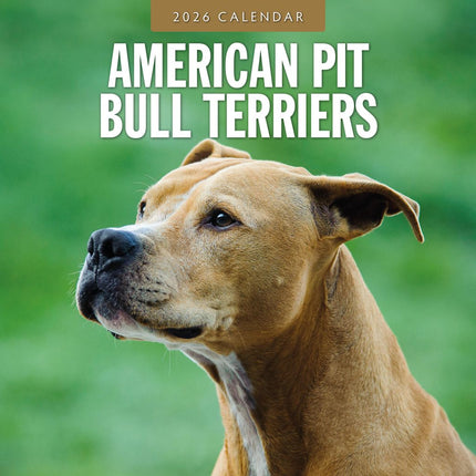 Red Robin American Pit Bull Terrier Kalender 2026
