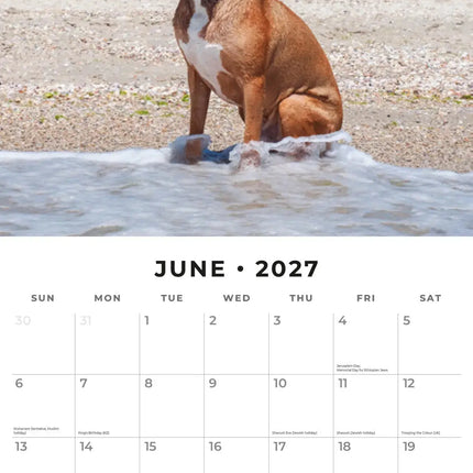 Red Robin American Pit Bull Terrier Kalender 2027