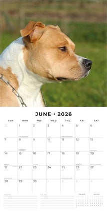 Red Robin American Staffordshire Terrier Kalender 2026