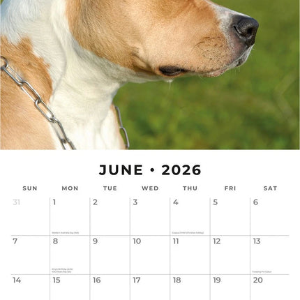Red Robin American Staffordshire Terrier Kalender 2026