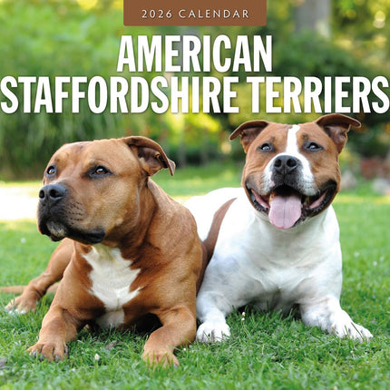 Red Robin American Staffordshire Terrier Kalender 2026