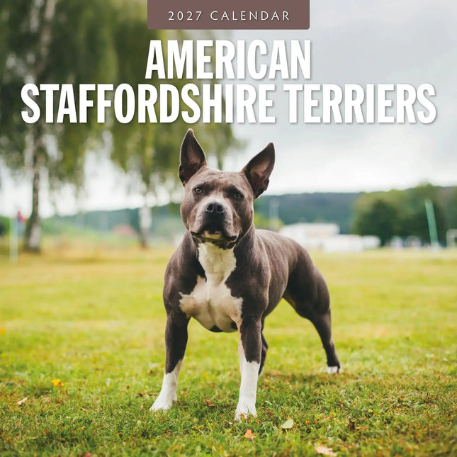 Red Robin American Staffordshire Terrier Kalender 2027