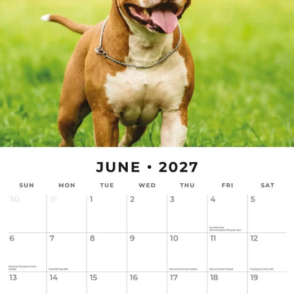 Red Robin American Staffordshire Terrier Kalender 2027