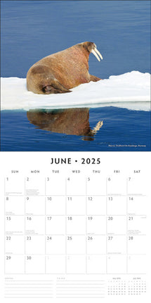Red Robin Arctic Kalender 2025