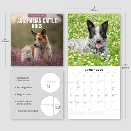 Red Robin Australian Cattle Dog Kalender 2026