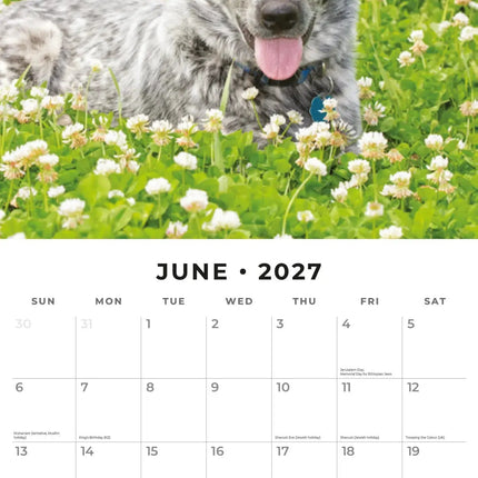 Red Robin Australian Cattle Dog Kalender 2027