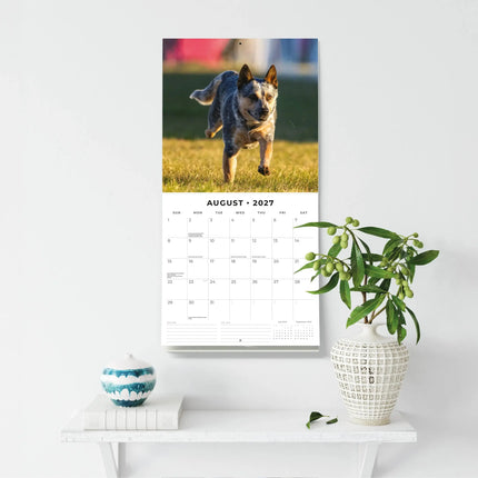 Red Robin Australian Cattle Dog Kalender 2027