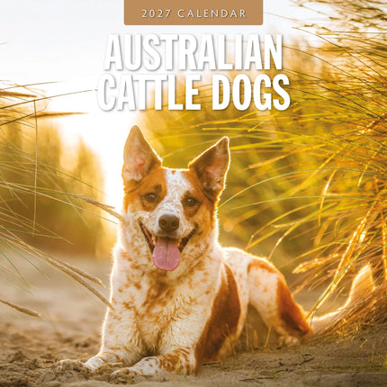 Red Robin Australian Cattle Dog Kalender 2027