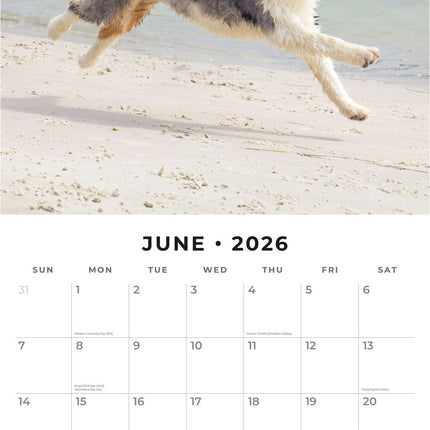 Red Robin Australian Shepherd Kalender 2026