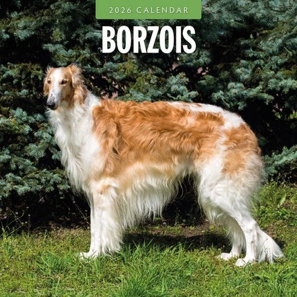 Red Robin Barzoi Kalender 2026