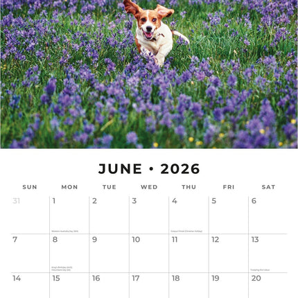 Red Robin Basset Hound Kalender 2026