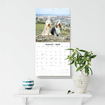 Red Robin Bearded Collie Kalender 2026