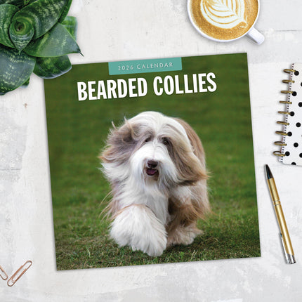 Red Robin Bearded Collie Kalender 2026