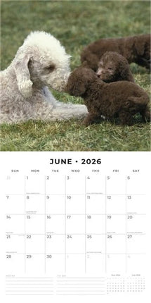 Red Robin Bedlington Terrier Kalender 2026