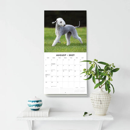 Red Robin Bedlington Terrier Kalender 2027