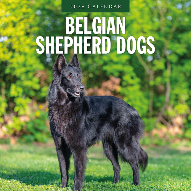 Red Robin Belgische Herder Kalender 2026