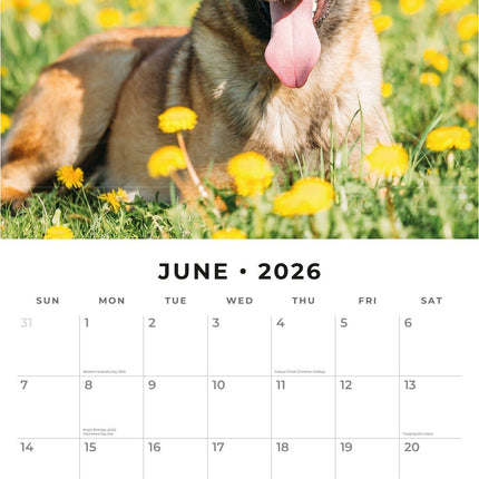 Red Robin Belgische Herder Kalender 2026