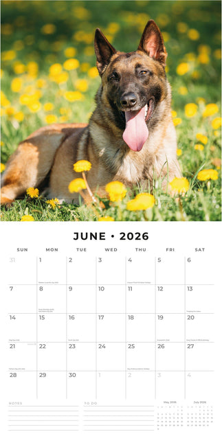 Red Robin Belgische Herder Kalender 2026