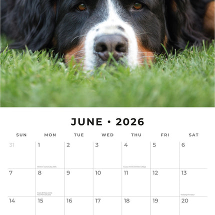 Red Robin Berner Sennen Kalender 2026