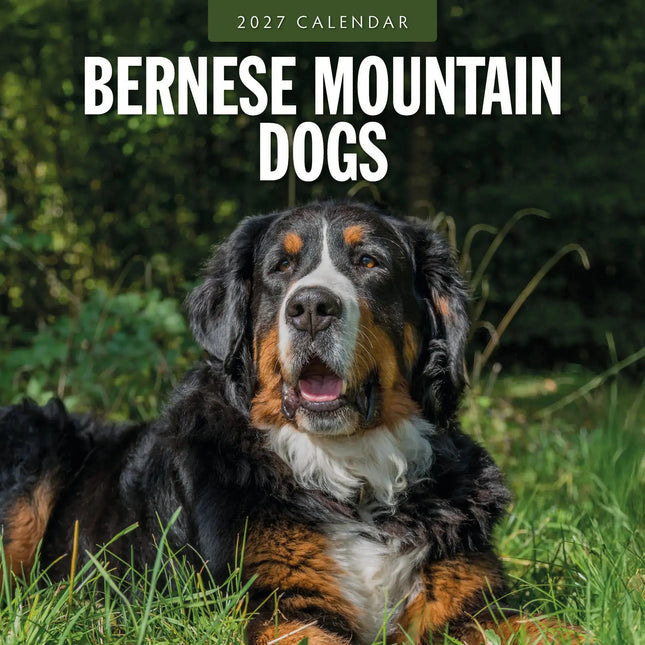 Red Robin Berner Sennen Kalender 2027