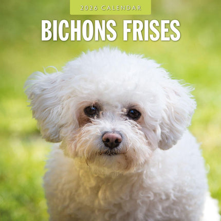 Red Robin Bichon Frise Kalender 2026