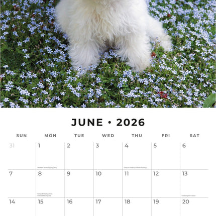 Red Robin Bichon Frise Kalender 2026