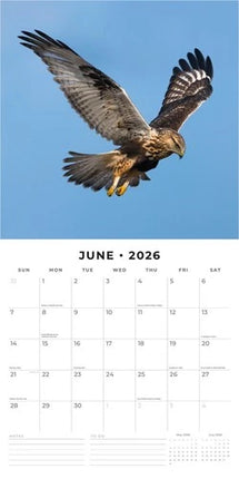 Red Robin Birds Of Prey Kalender 2026
