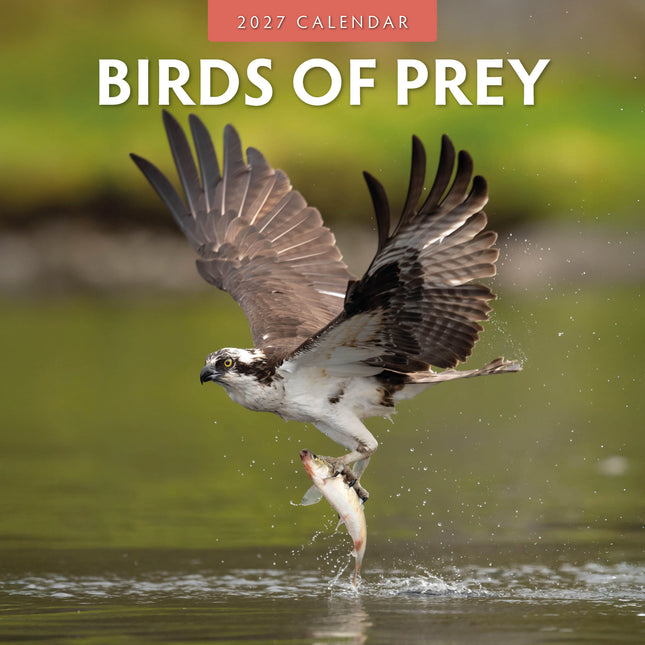 Red Robin Birds Of Prey Kalender 2027