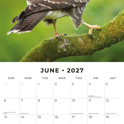 Red Robin Birds Of Prey Kalender 2027
