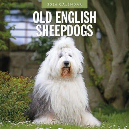 Red Robin Bobtail / Old English Sheepdog Kalender 2026