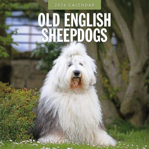 Red Robin Bobtail / Old English Sheepdog Kalender 2026