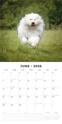 Red Robin Bobtail / Old English Sheepdog Kalender 2026