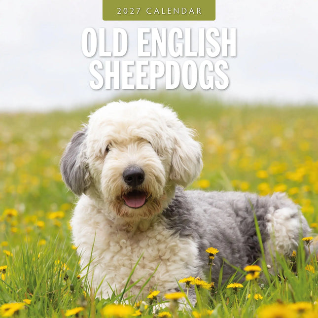Red Robin Bobtail / Old English Sheepdog Kalender 2027