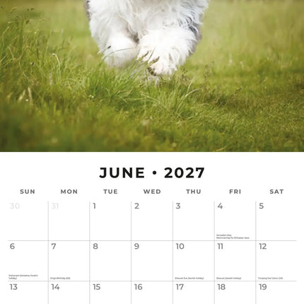 Red Robin Bobtail / Old English Sheepdog Kalender 2027