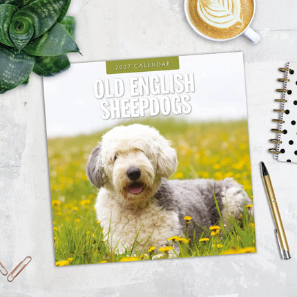 Red Robin Bobtail / Old English Sheepdog Kalender 2027