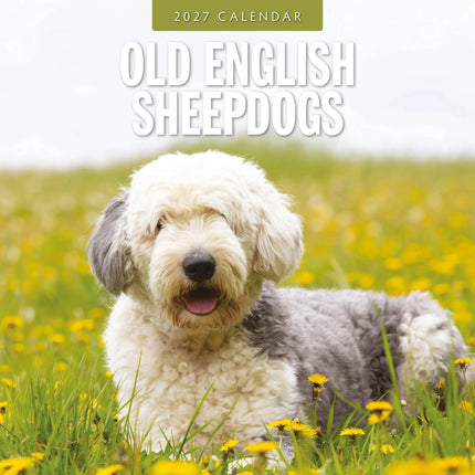 Red Robin Bobtail / Old English Sheepdog Kalender 2027