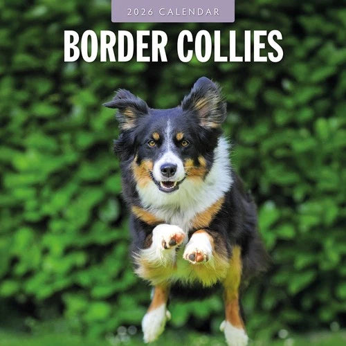 Red Robin Border Collie Kalender 2026