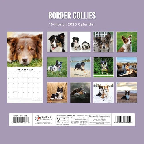 Red Robin Border Collie Kalender 2026