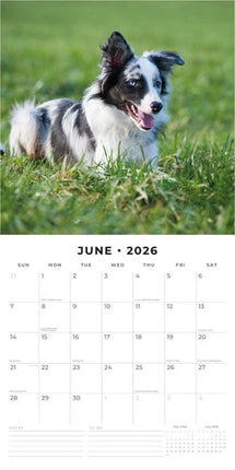 Red Robin Border Collie Kalender 2026