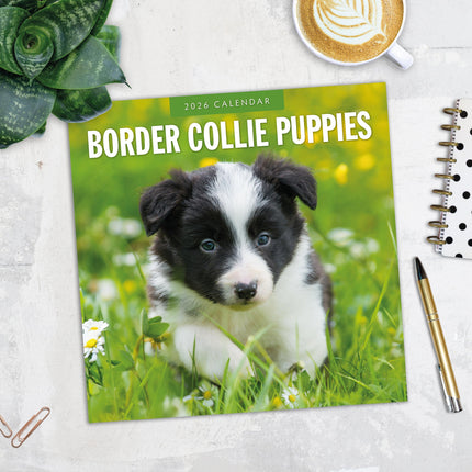 Red Robin Border Collie Puppies Kalender 2027