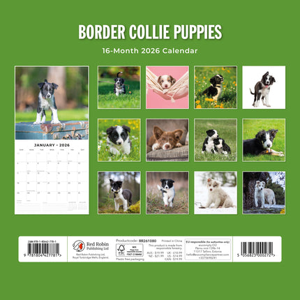 Red Robin Border Collie Puppies Kalender 2027