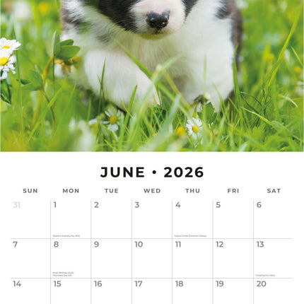 Red Robin Border Collie Puppies Kalender 2027