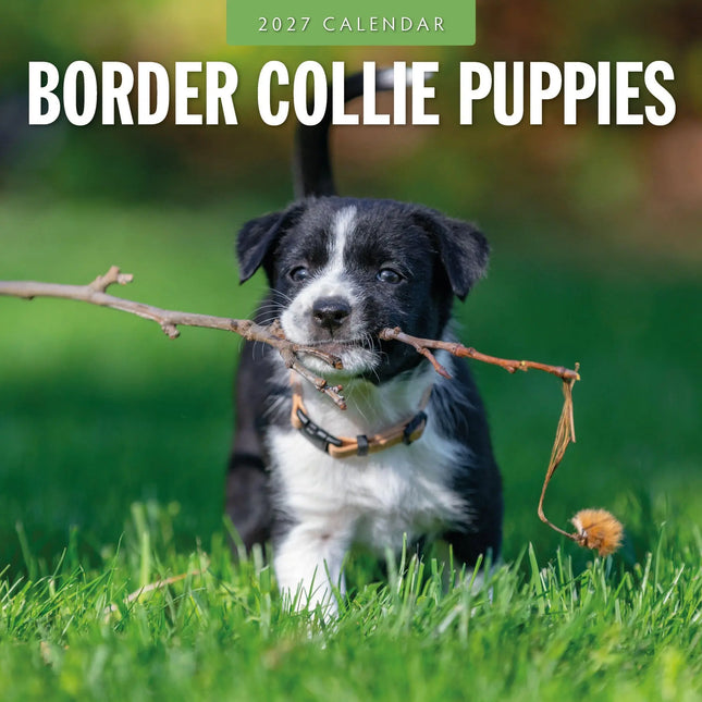 Red Robin Border Collie Puppies Kalender 2027