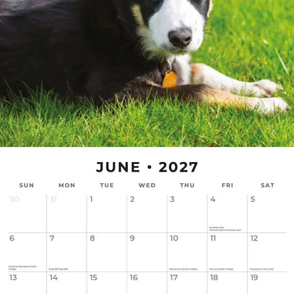 Red Robin Border Collie Puppies Kalender 2027
