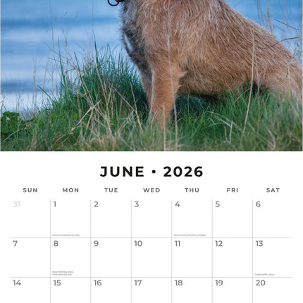 Red Robin Border Terrier Kalender 2026